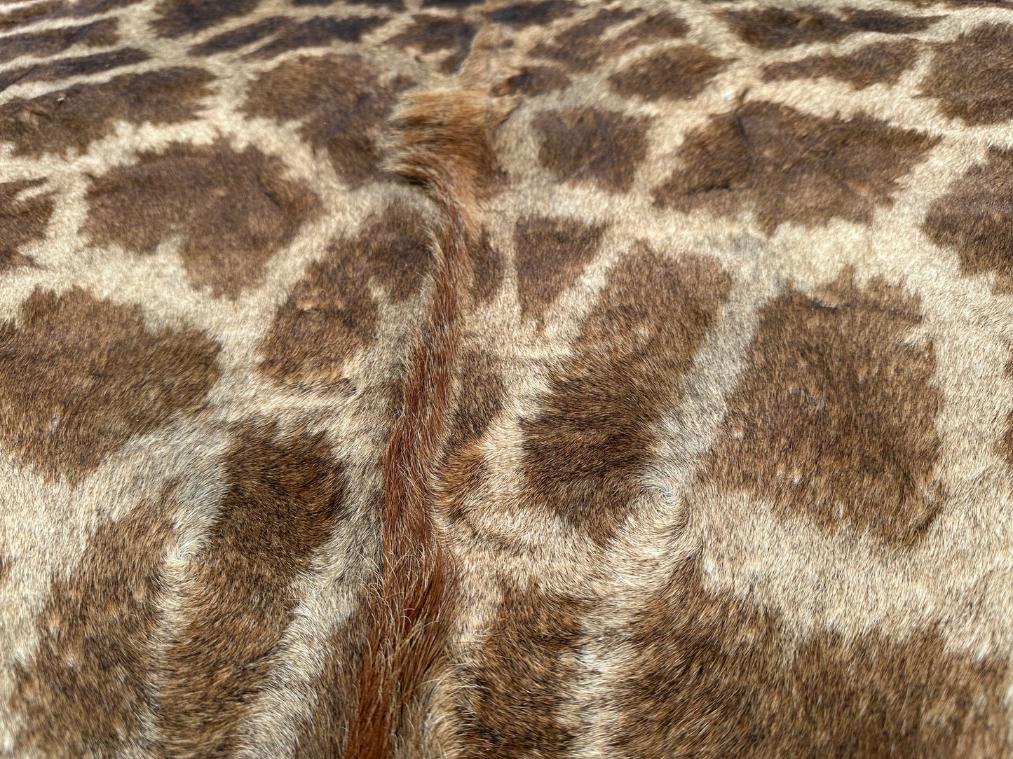 Echtes Giraffenfell aus Südafrika