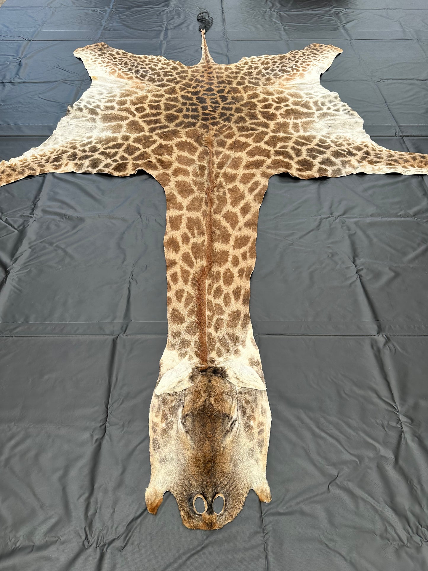 Echtes Giraffenfell aus Südafrika