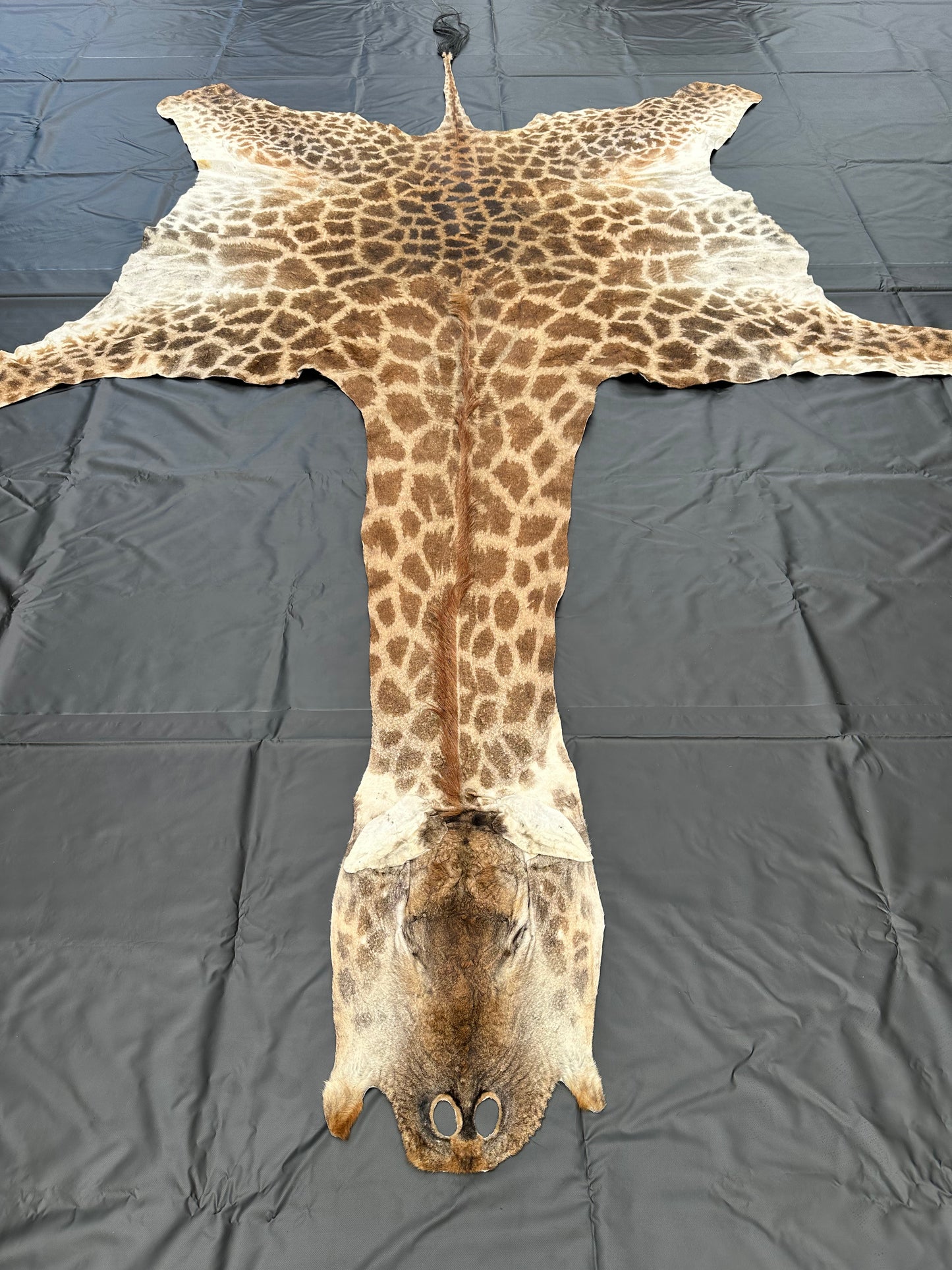 Echtes Giraffenfell aus Südafrika