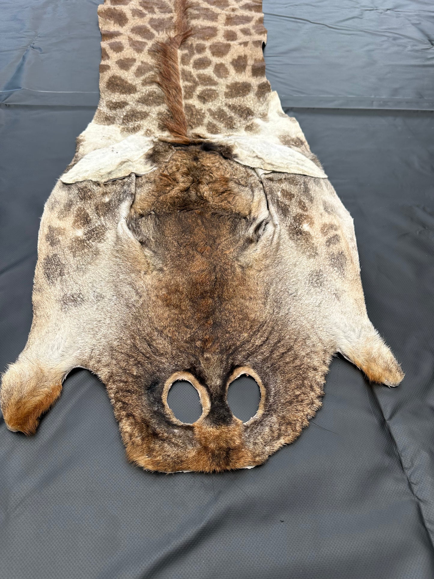 Echtes Giraffenfell aus Südafrika