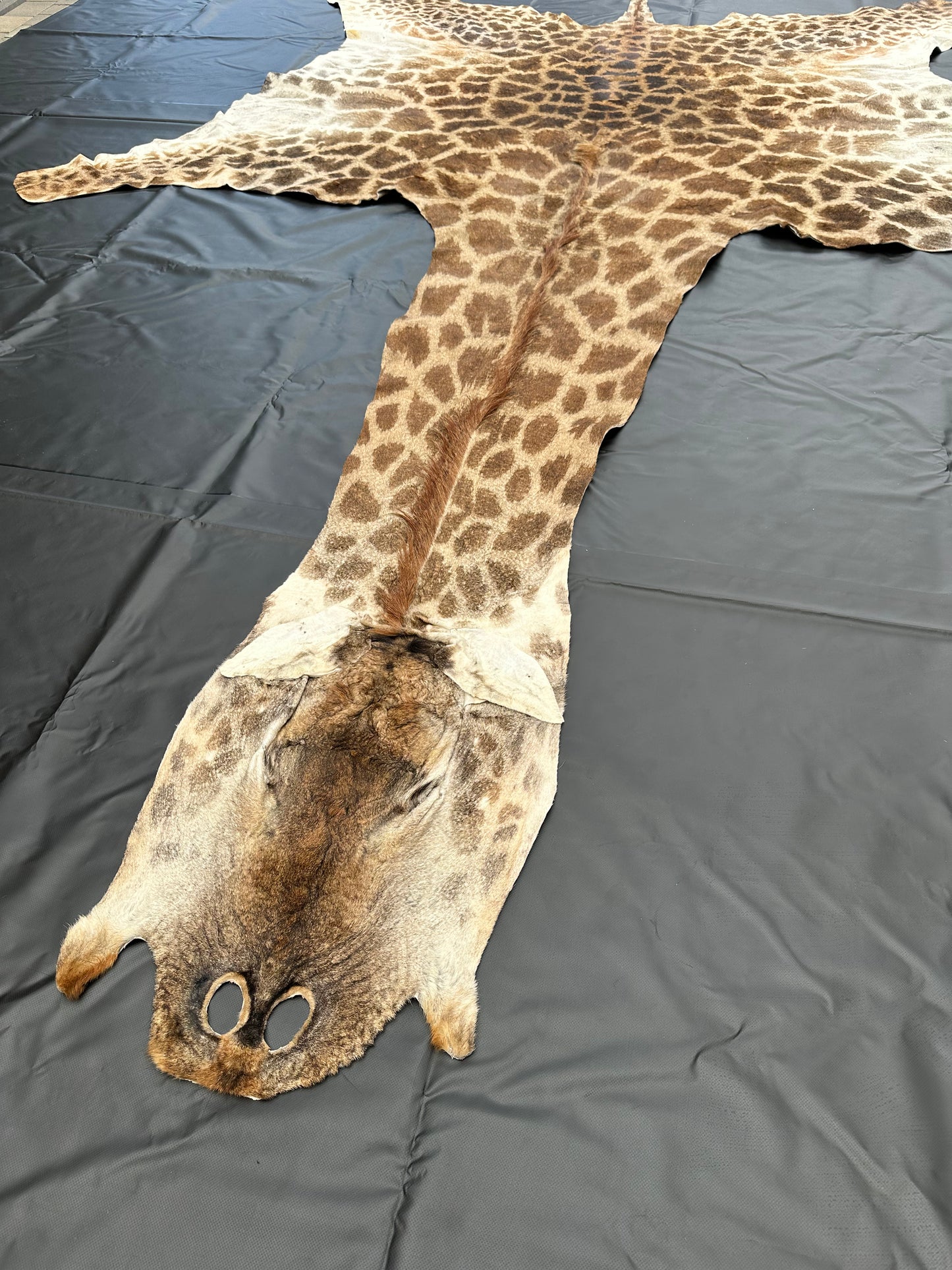 Echtes Giraffenfell aus Südafrika