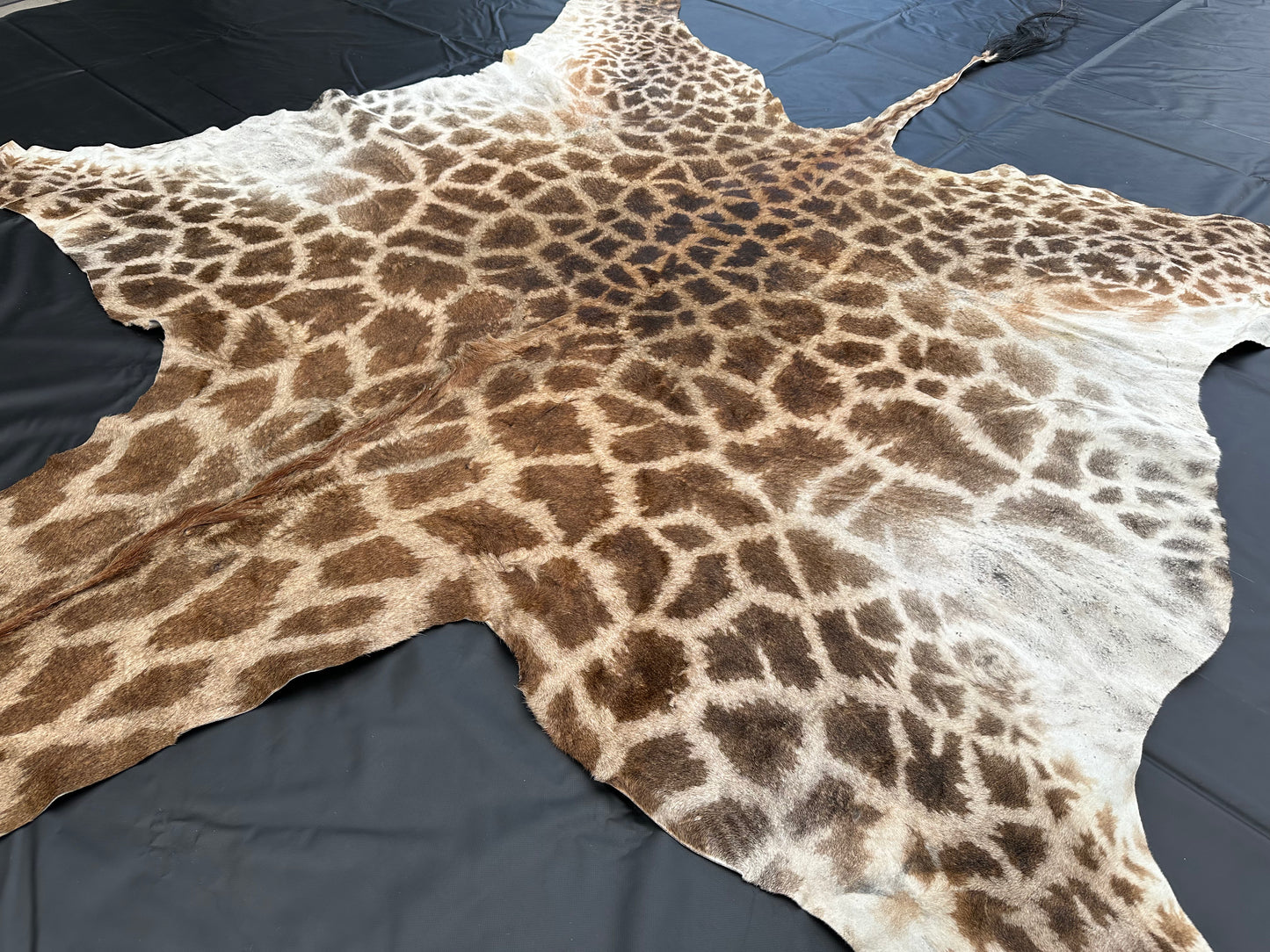 Echtes Giraffenfell aus Südafrika