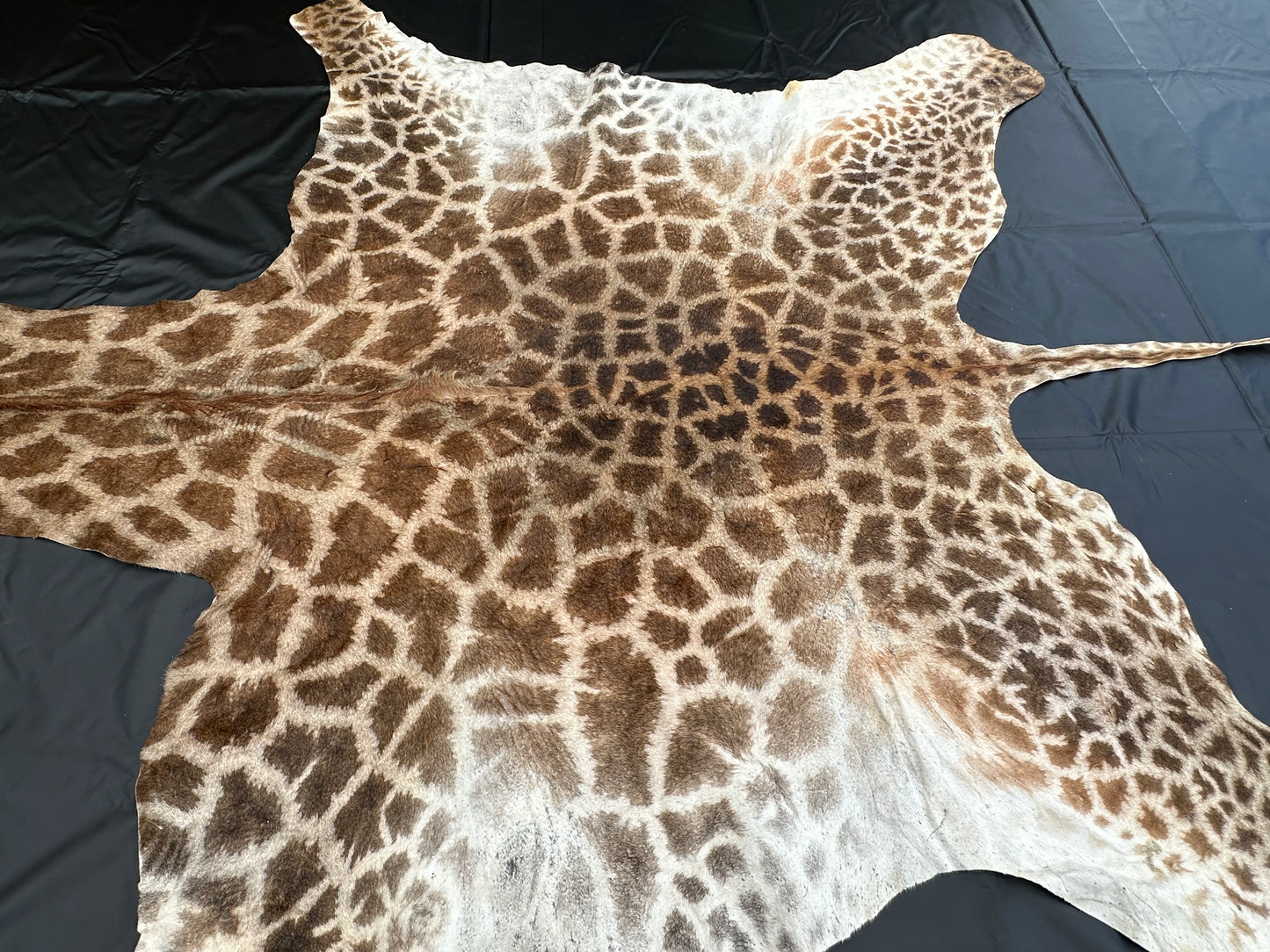 Echtes Giraffenfell aus Südafrika