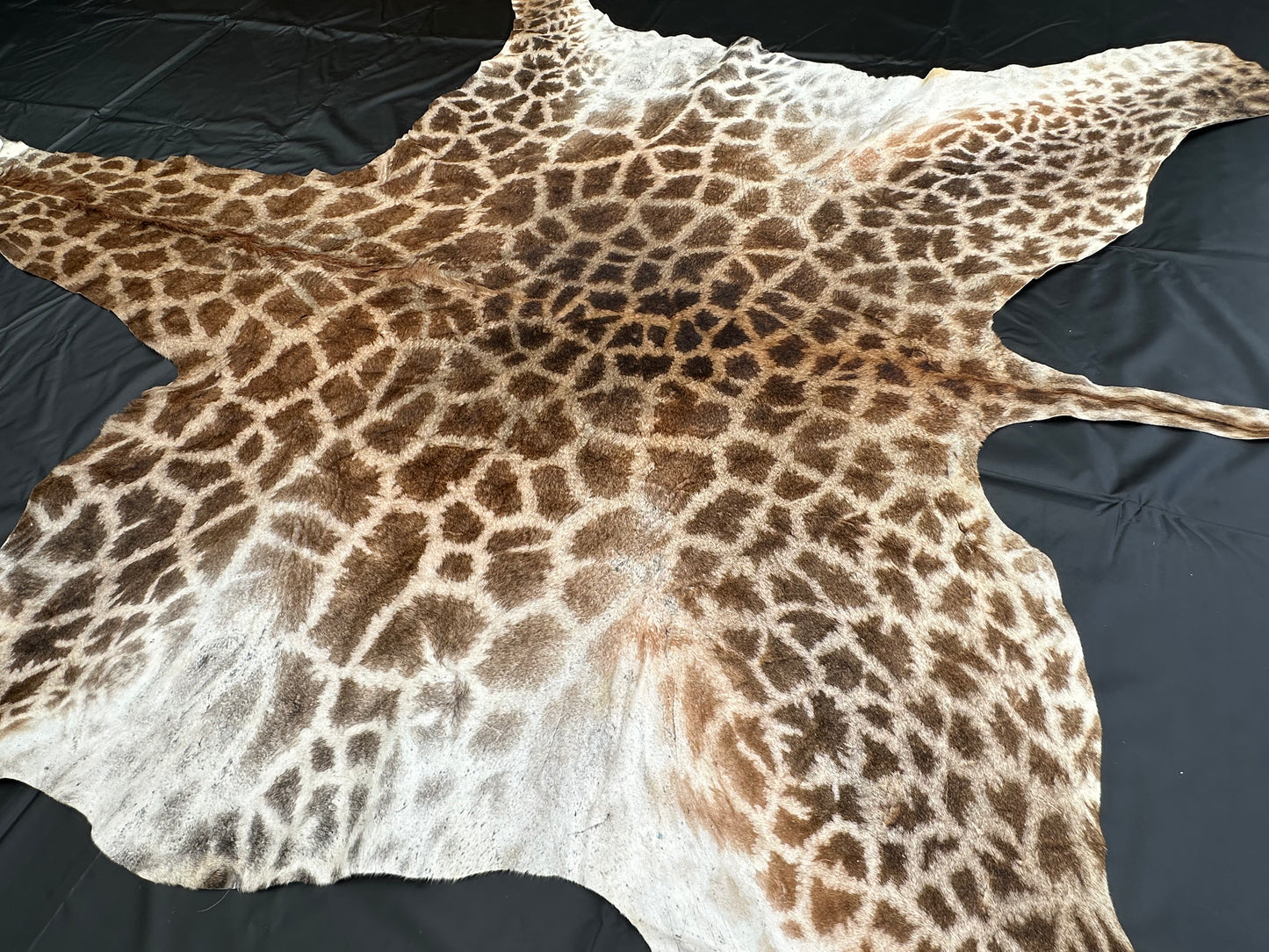 Echtes Giraffenfell aus Südafrika