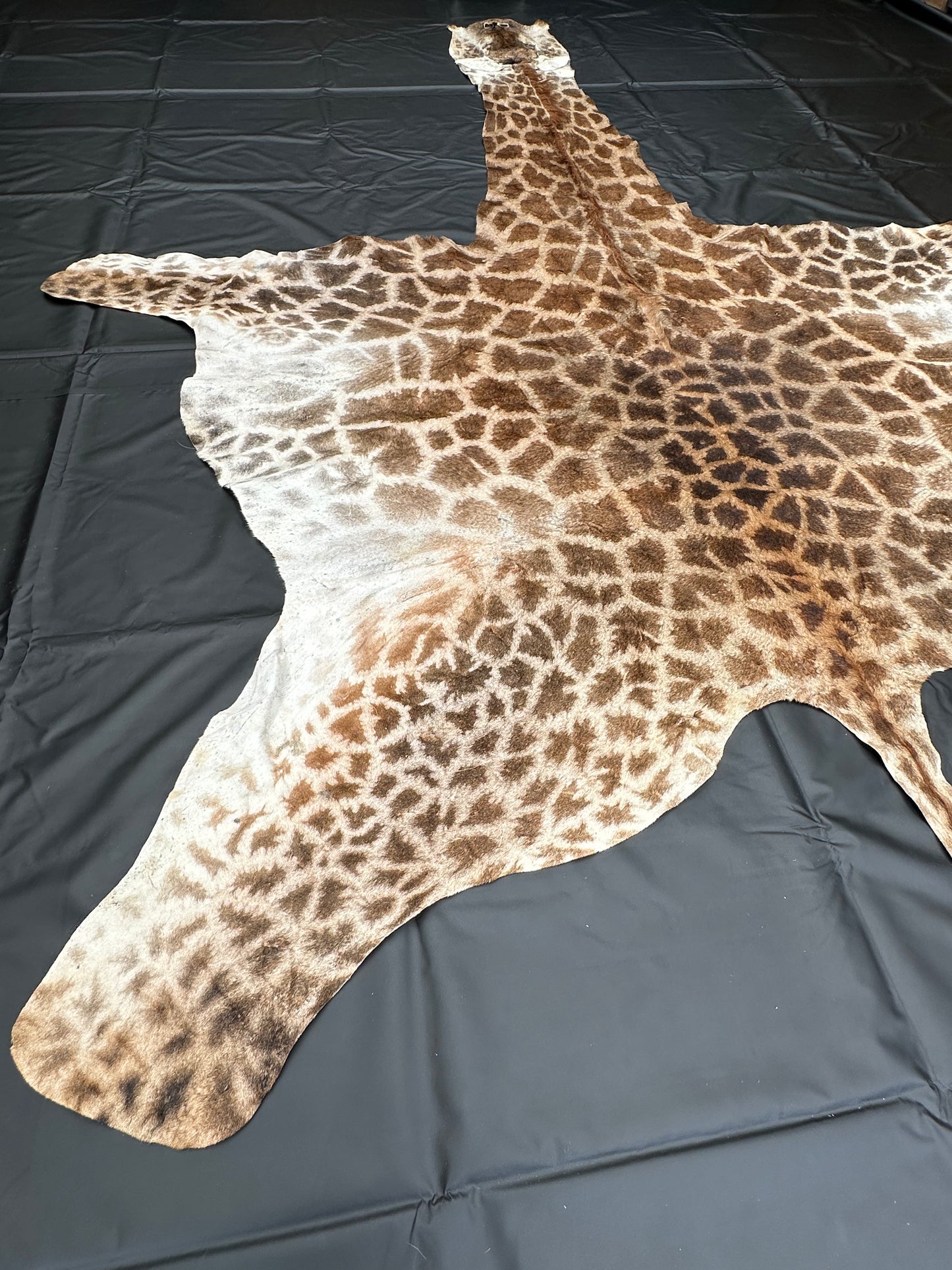 Echtes Giraffenfell aus Südafrika