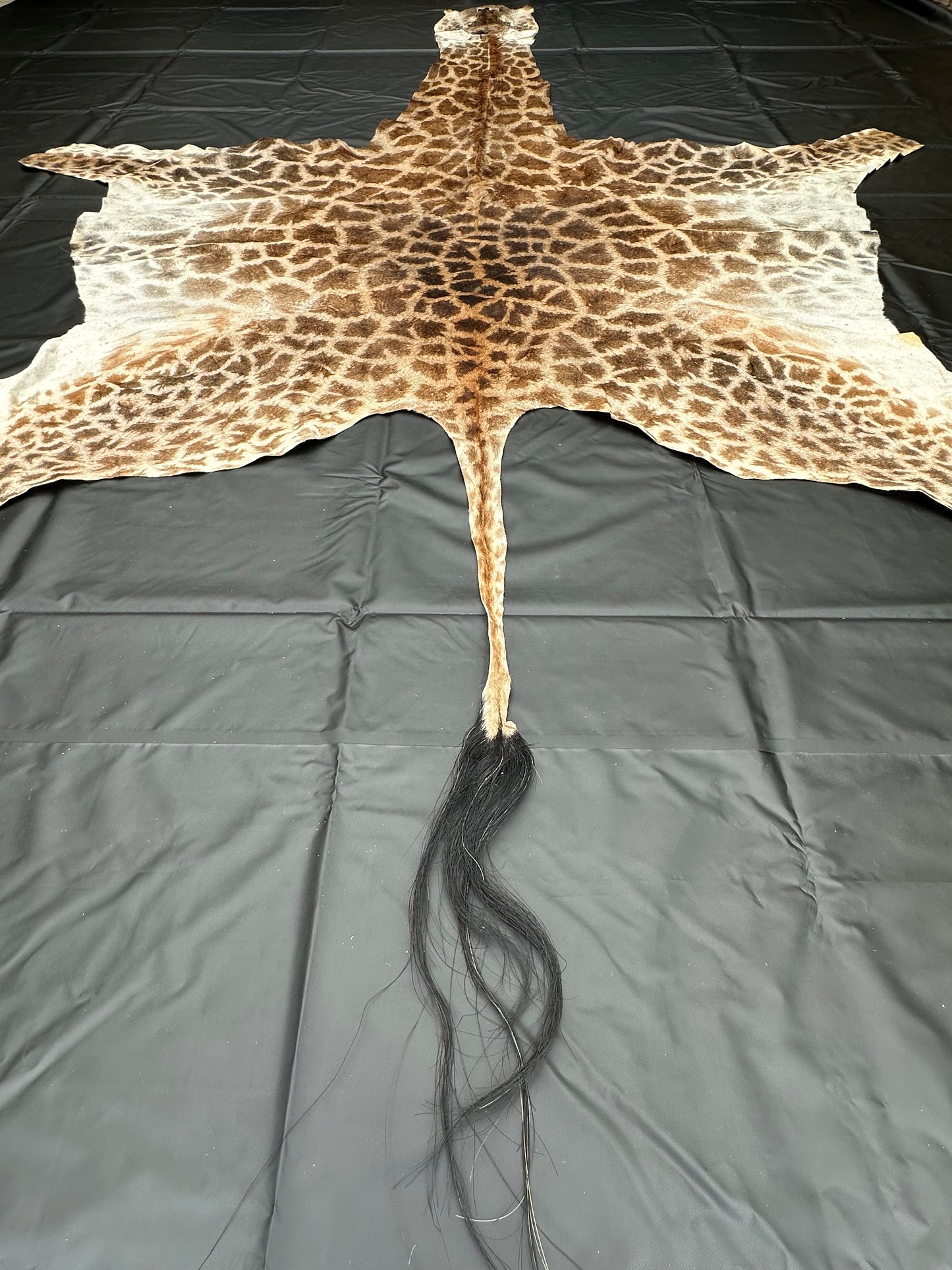 Echtes Giraffenfell aus Südafrika