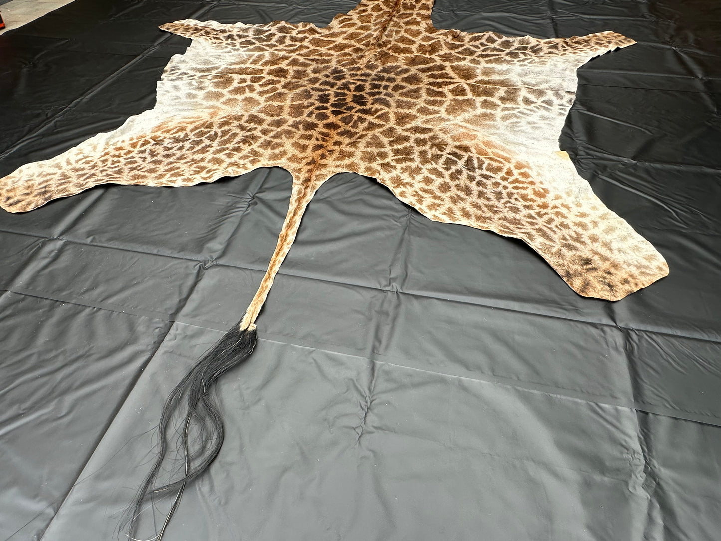 Echtes Giraffenfell aus Südafrika