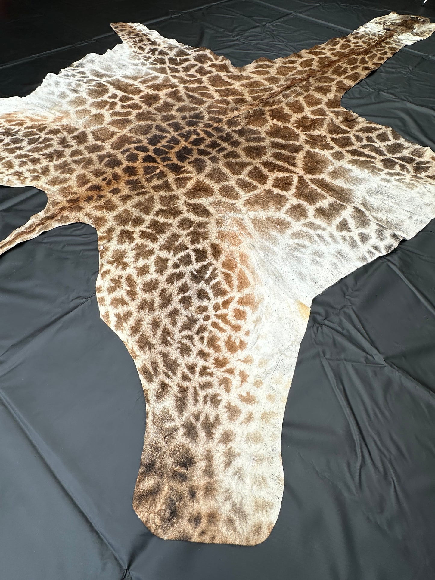 Echtes Giraffenfell aus Südafrika