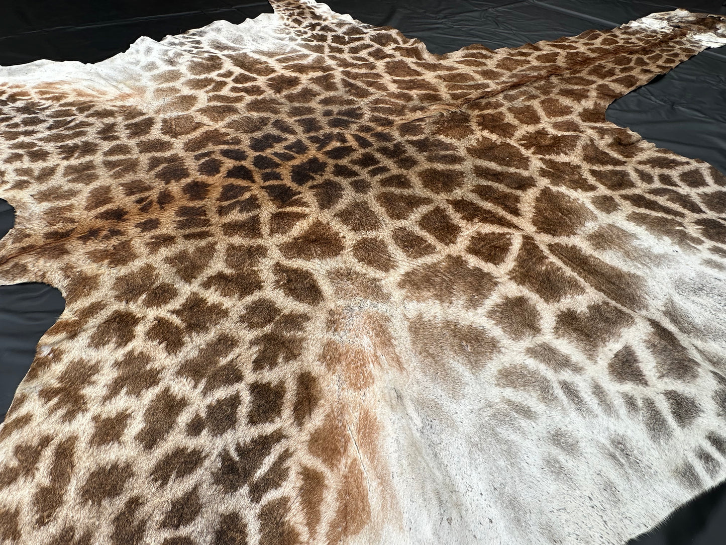 Echtes Giraffenfell aus Südafrika