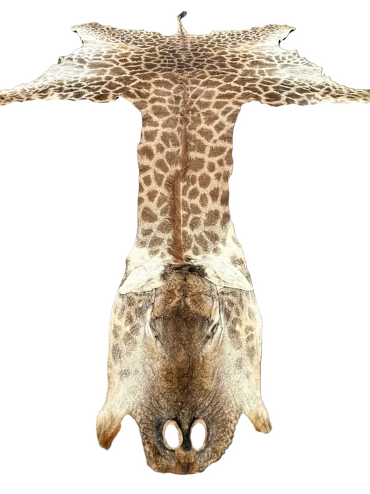 Echtes Giraffenfell aus Südafrika
