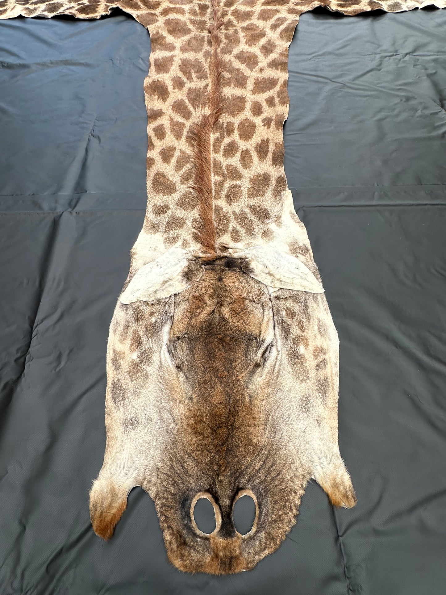 Echtes Giraffenfell aus Südafrika