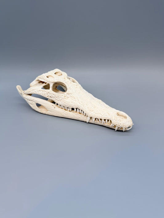 Nilkrokodilschädel L.28 cm