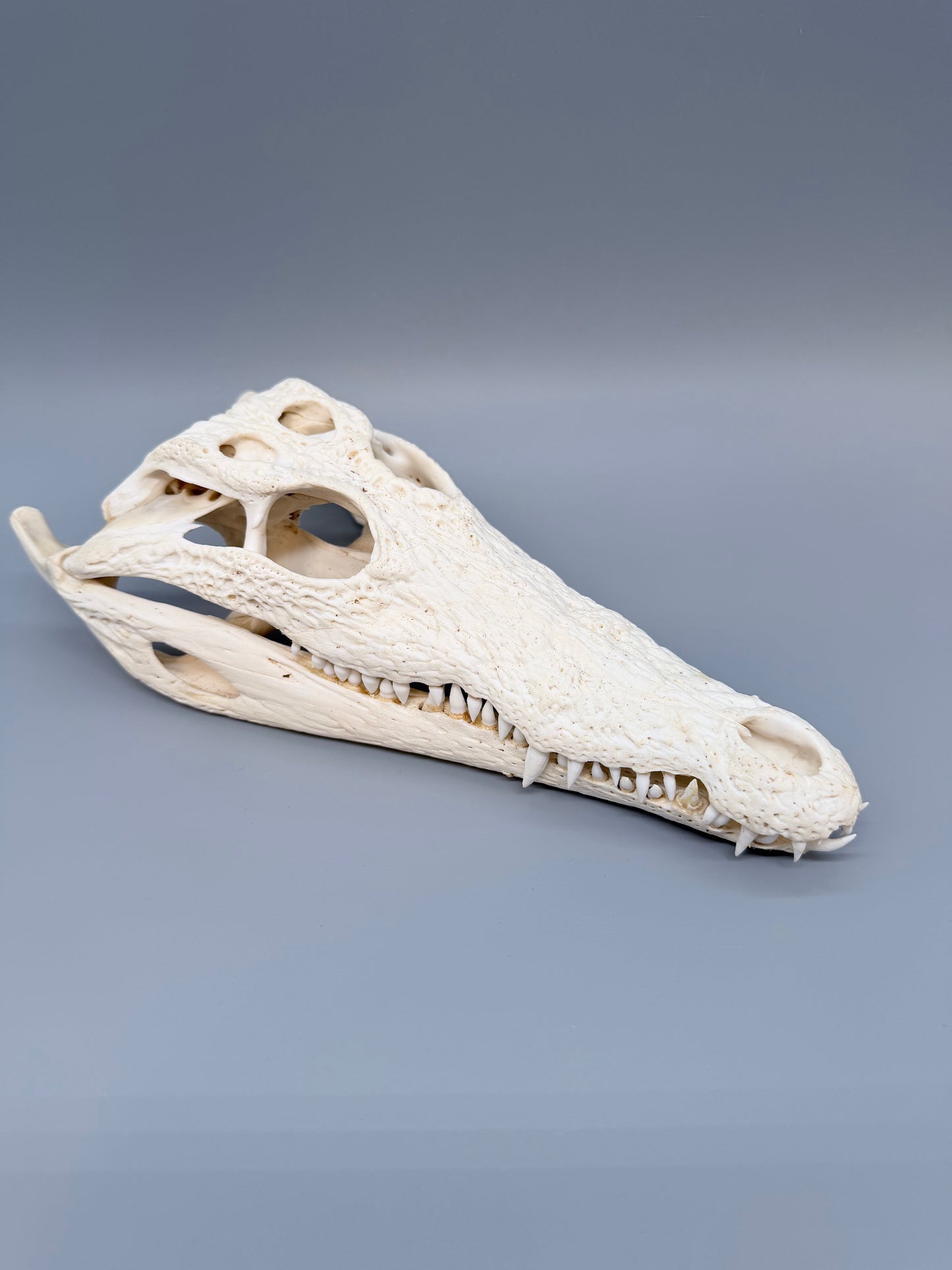 Nilkrokodilschädel L.28 cm