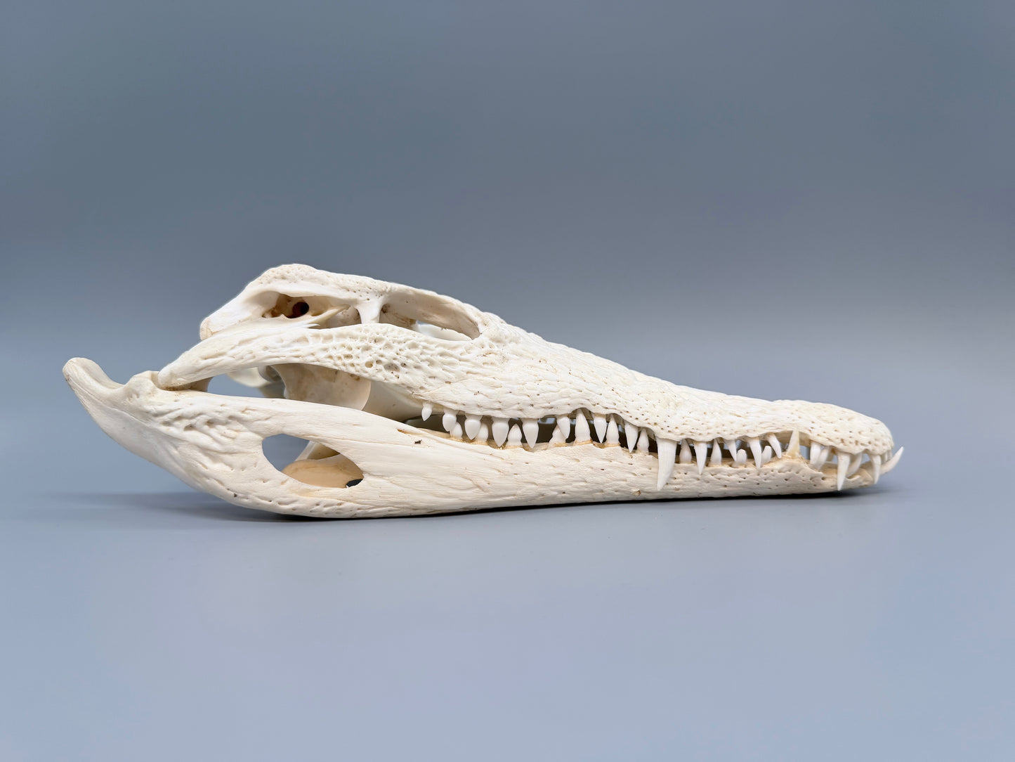 Nilkrokodilschädel L.28 cm