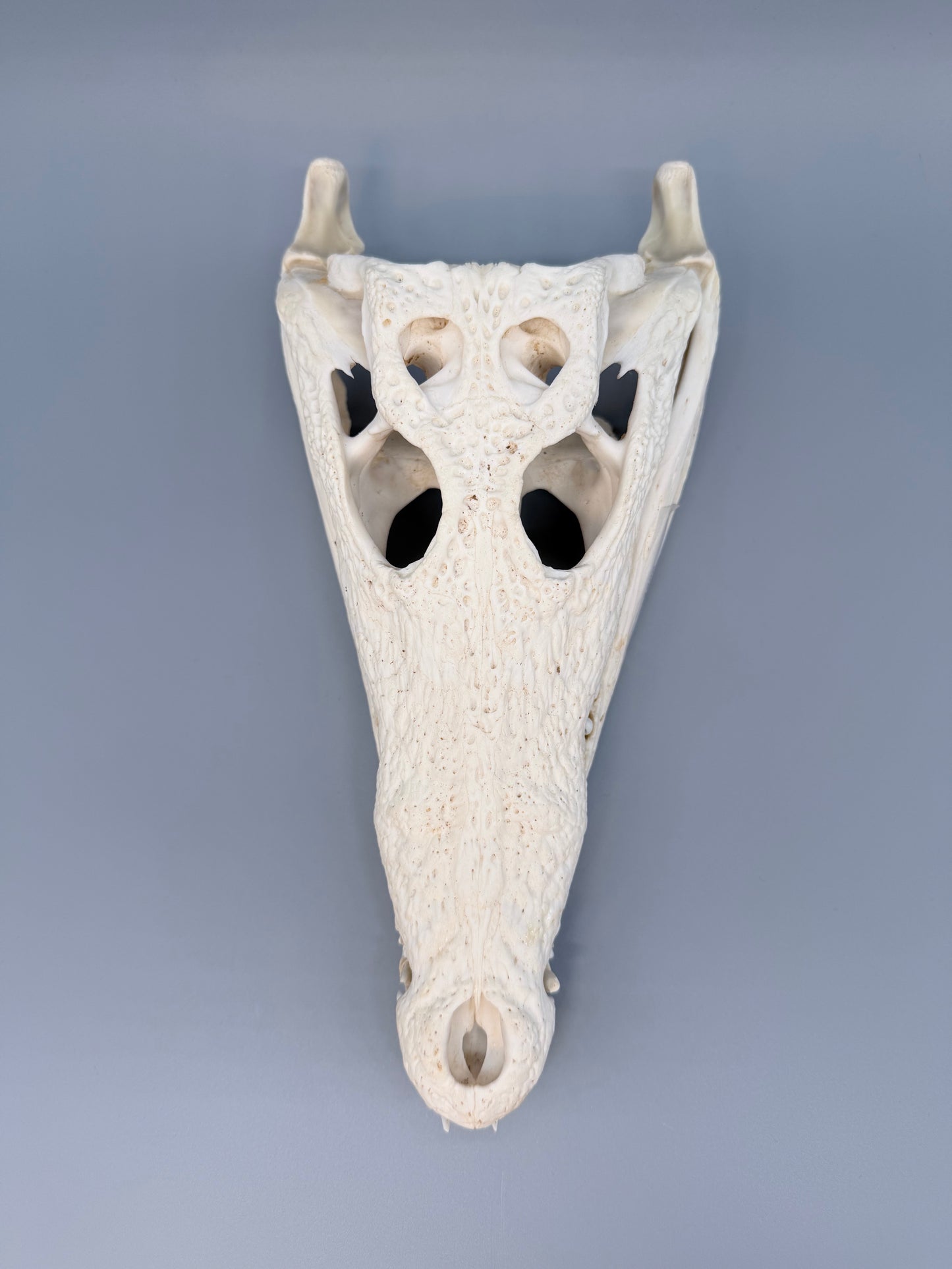Nilkrokodilschädel L.28 cm