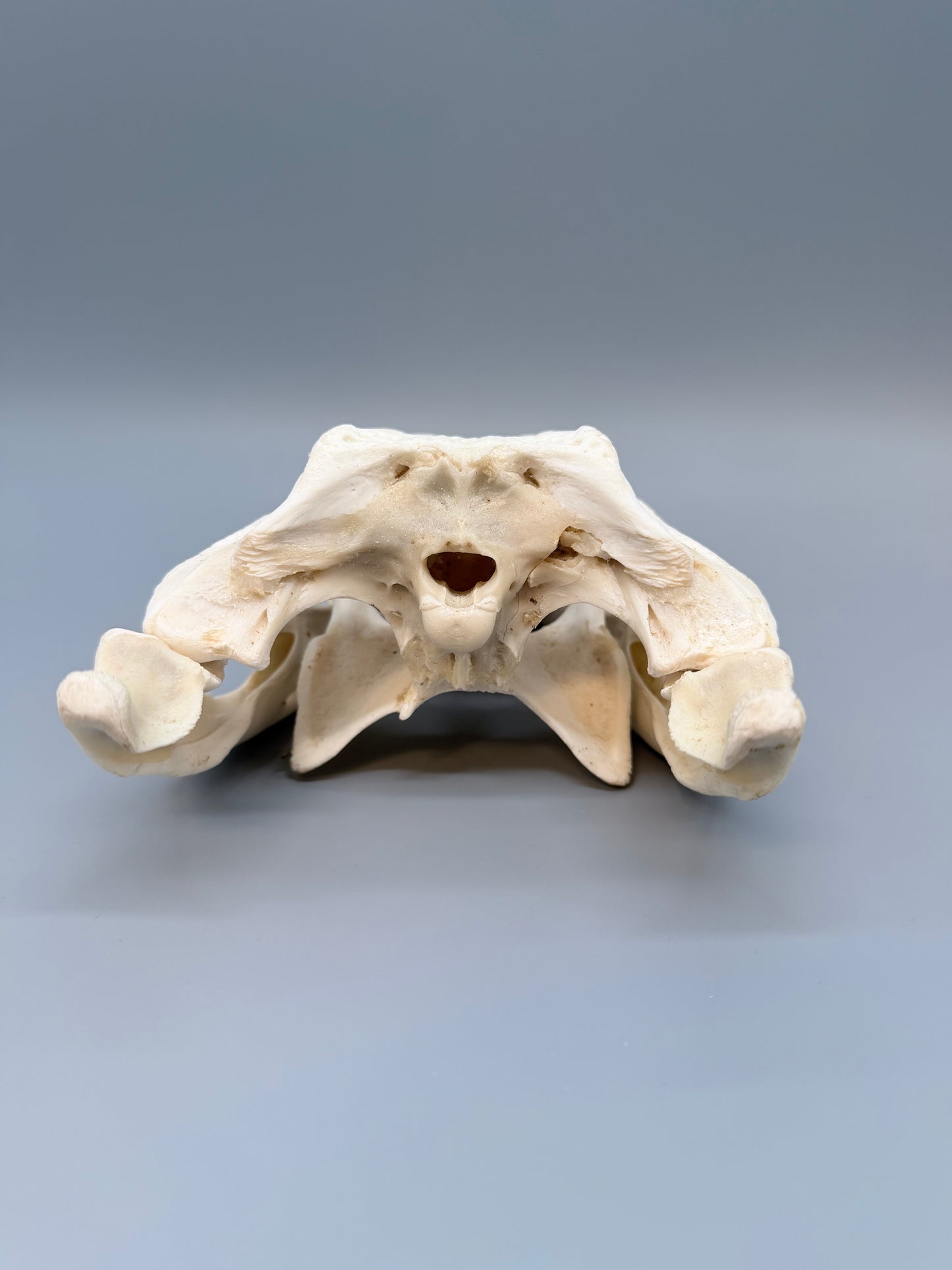Nilkrokodilschädel L.28 cm