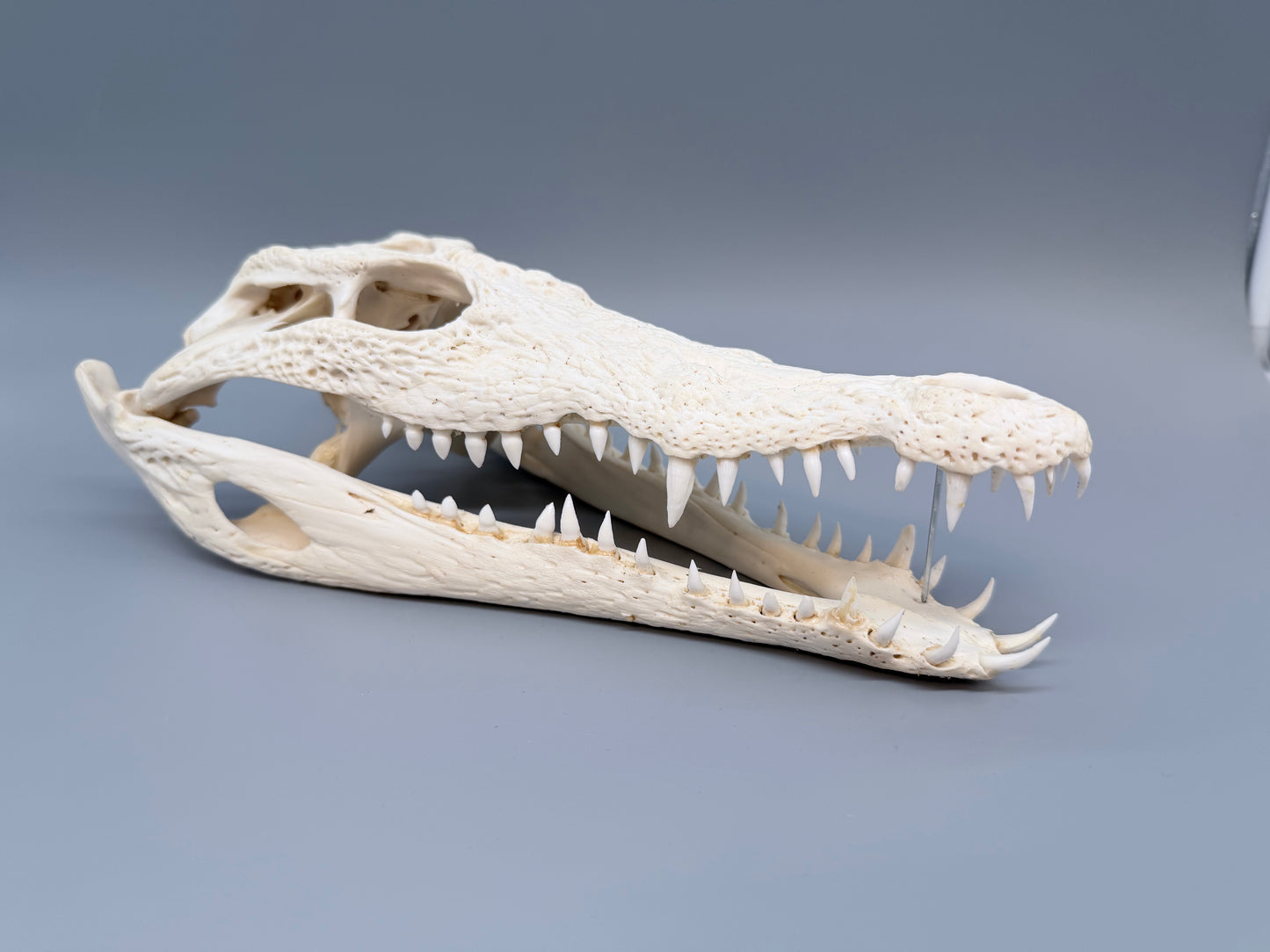 Nilkrokodilschädel L.28 cm