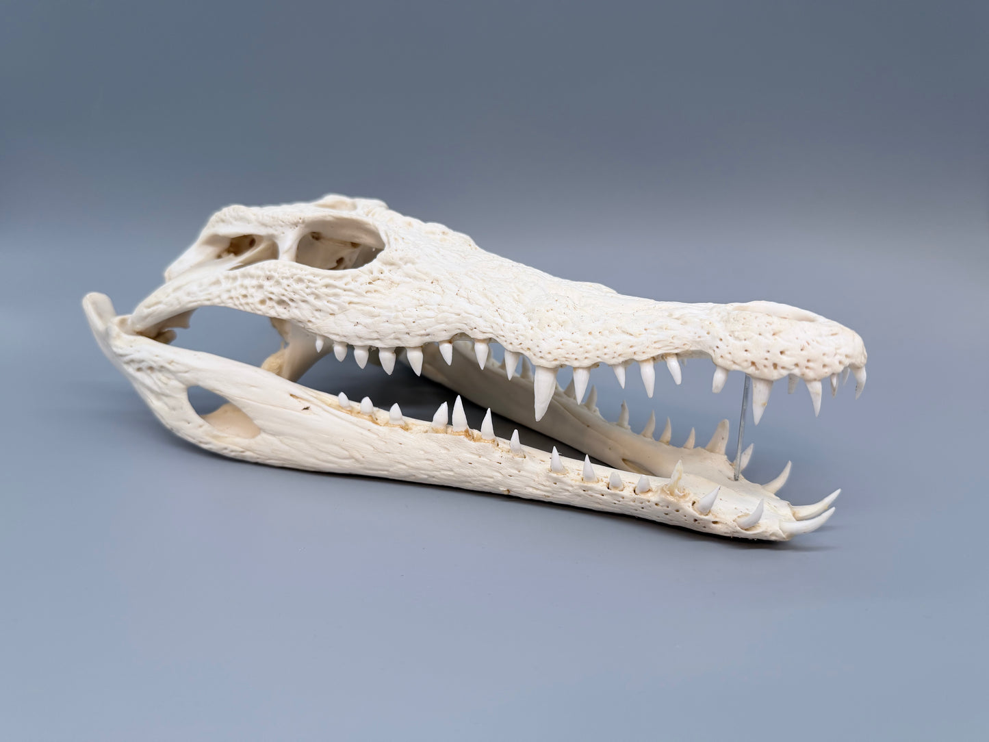 Nilkrokodilschädel L.28 cm