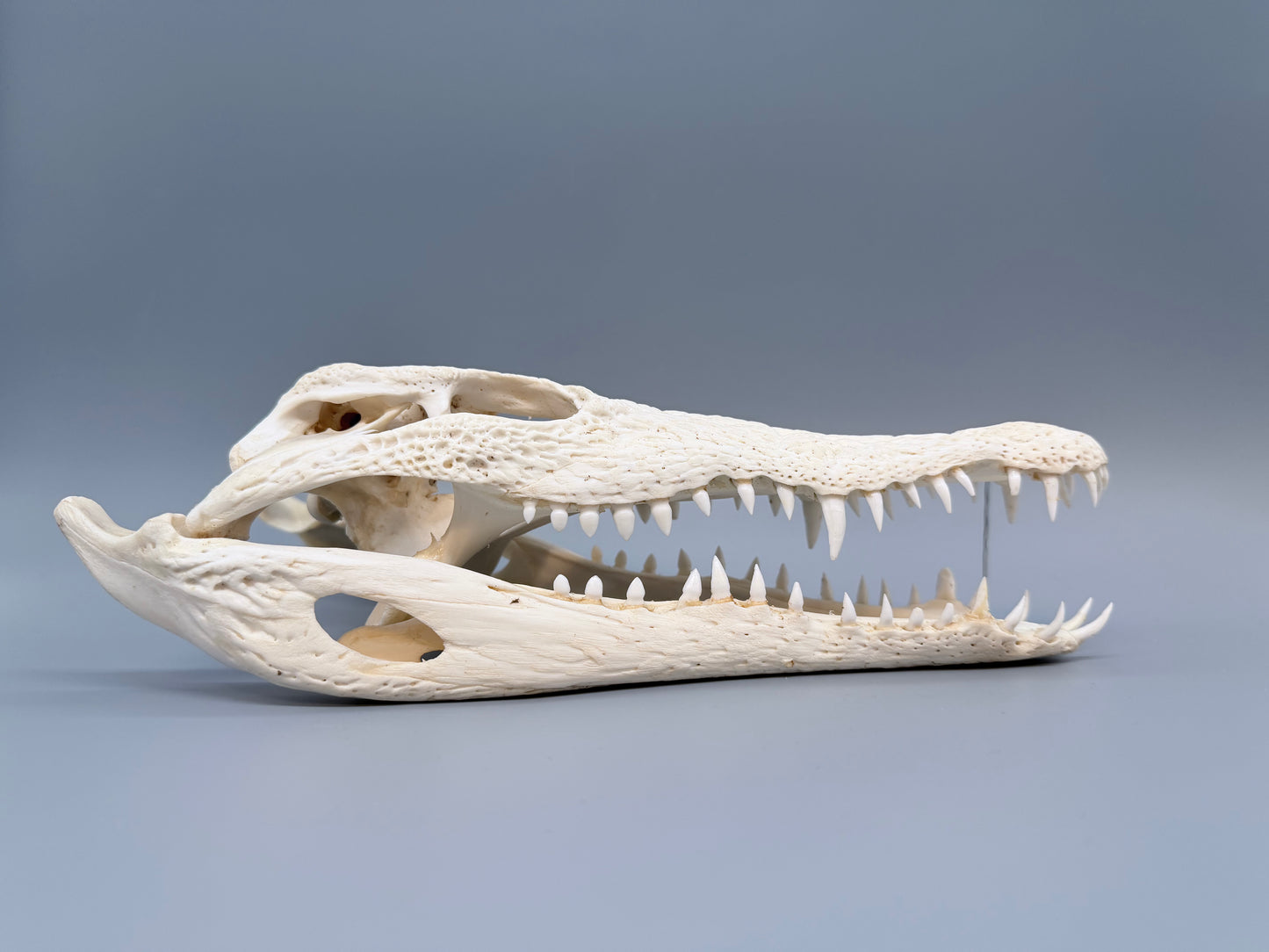 Nilkrokodilschädel L.28 cm