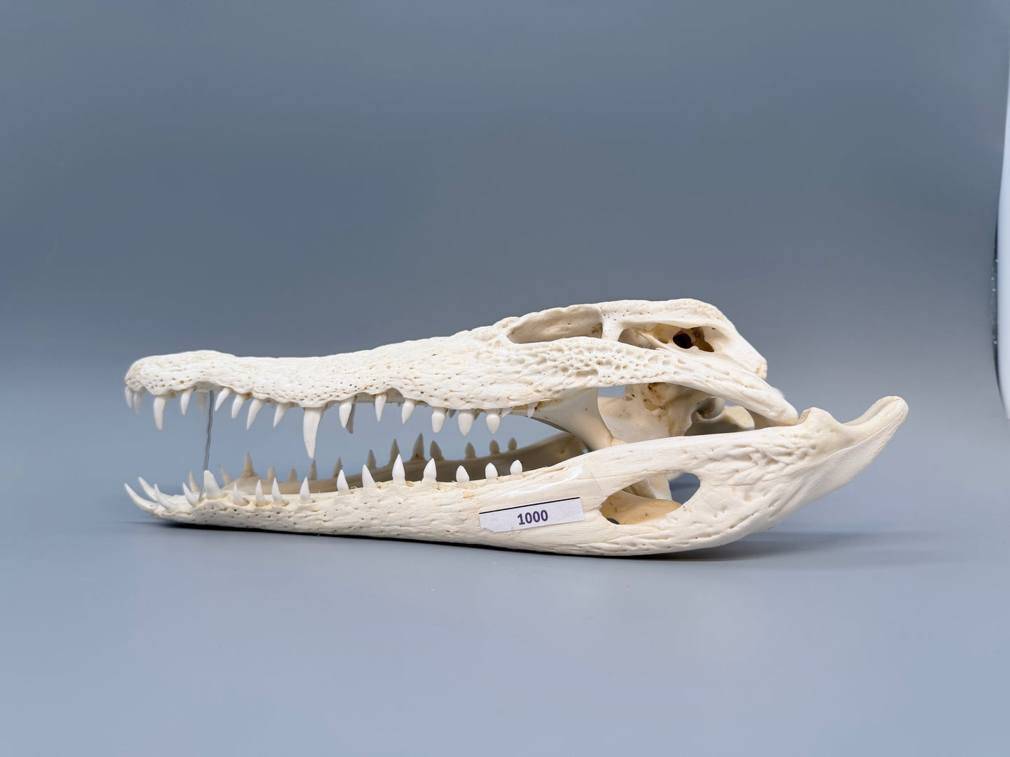 Nilkrokodilschädel L.28 cm