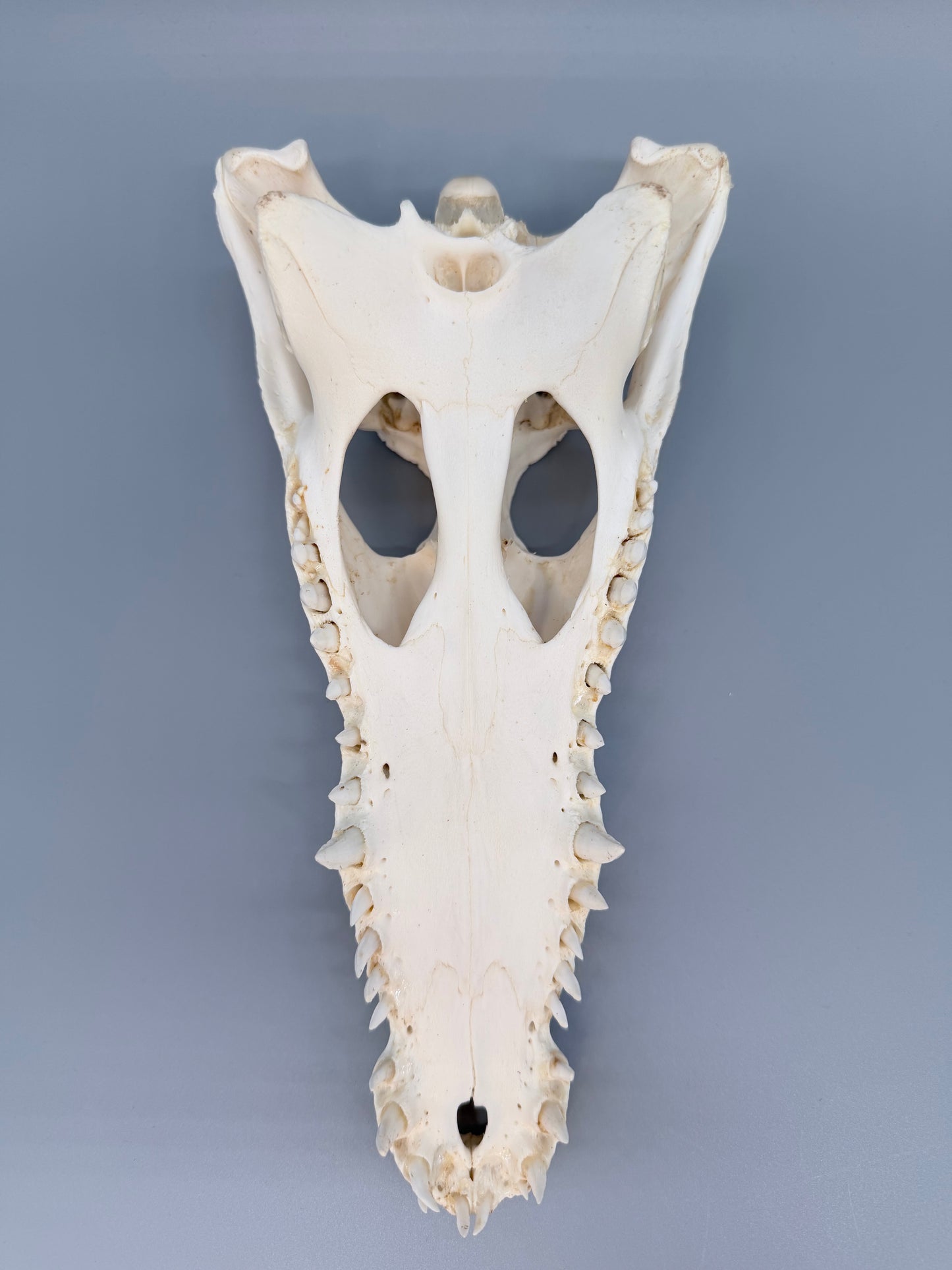 Nilkrokodilschädel L.28 cm