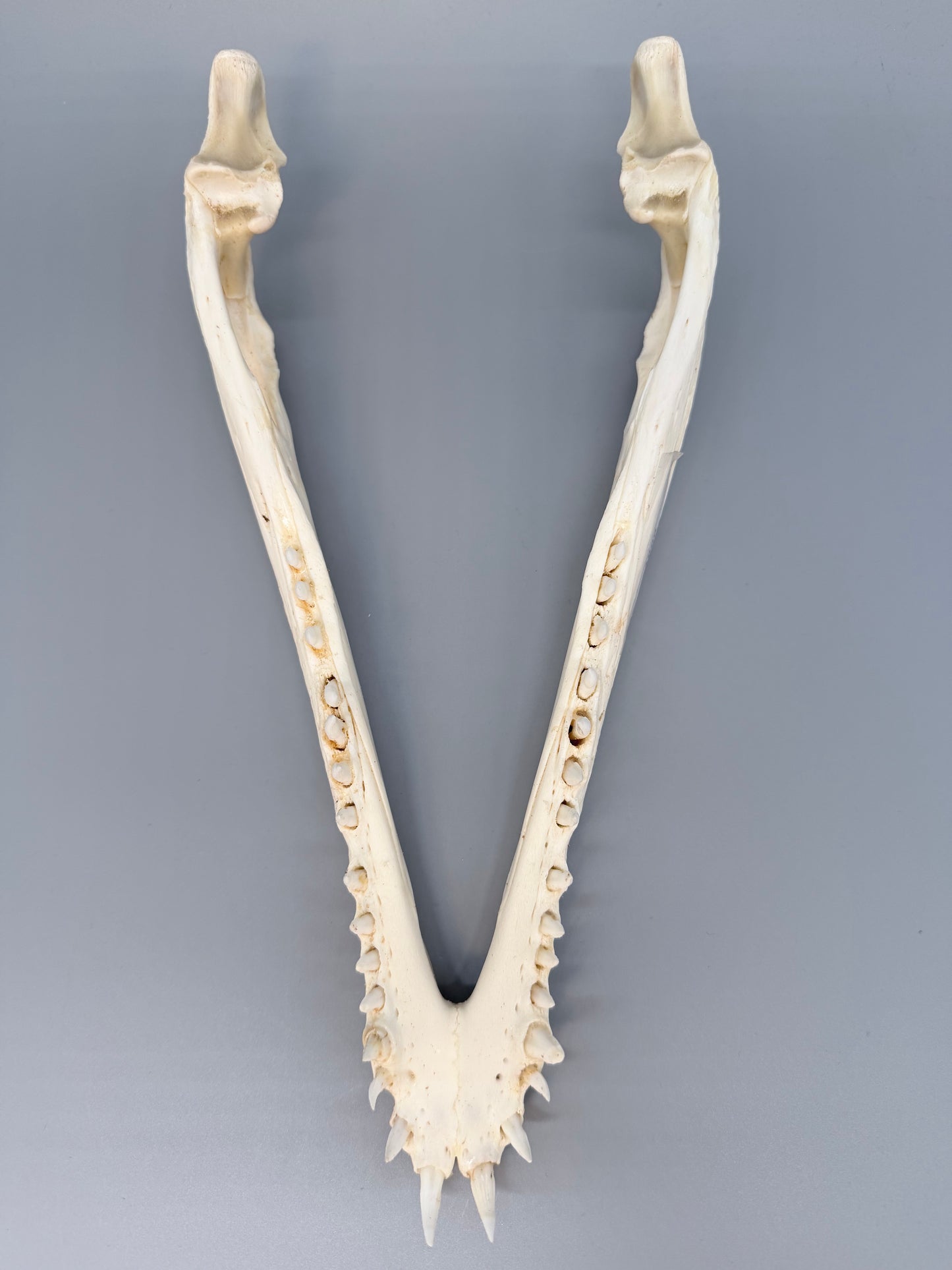 Nilkrokodilschädel L.28 cm