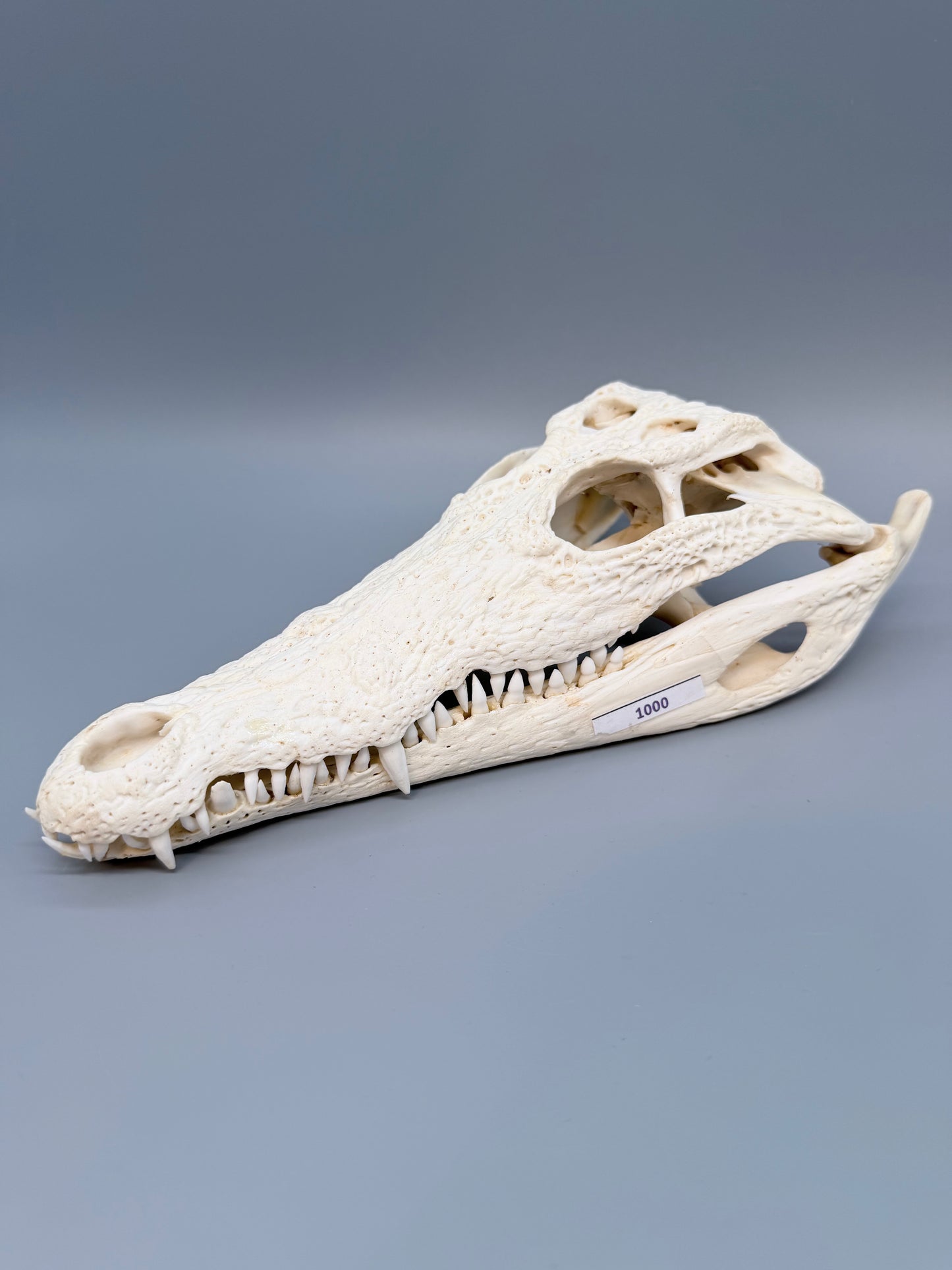 Nilkrokodilschädel L.28 cm