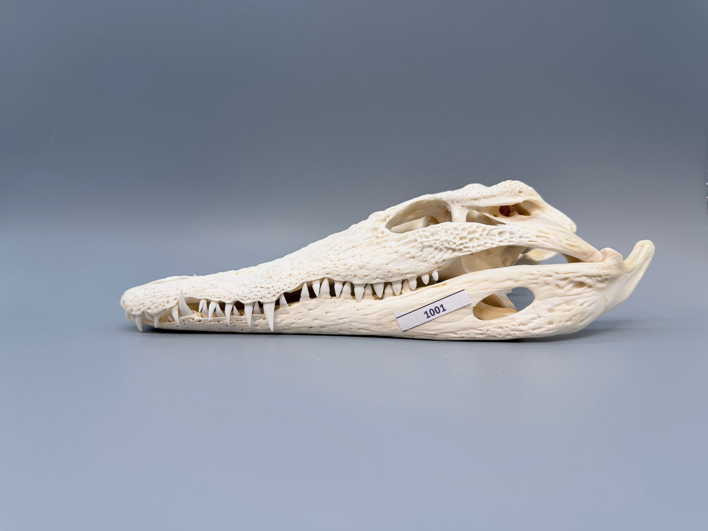 Nilkrokodilschädel L.28 cm
