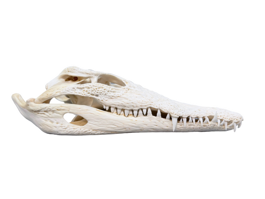 Nilkrokodilschädel L.28 cm