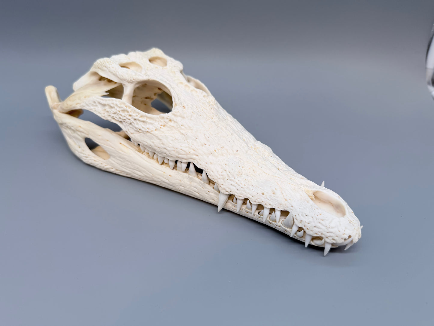 Nilkrokodilschädel L.28 cm
