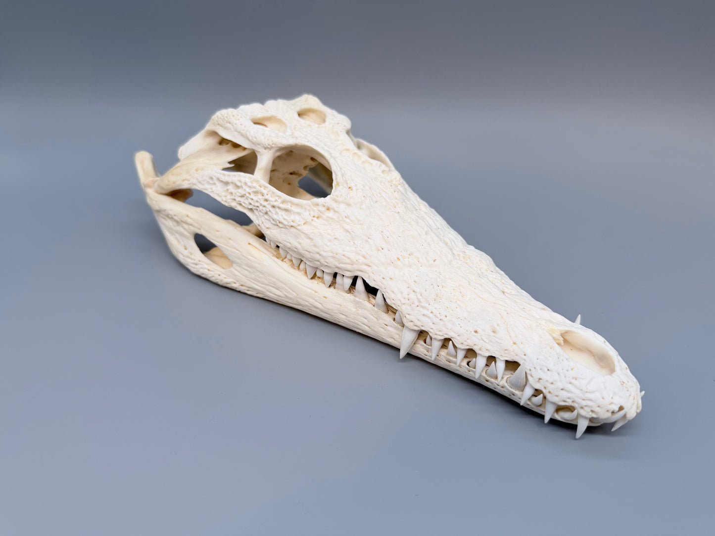 Nilkrokodilschädel L.28 cm