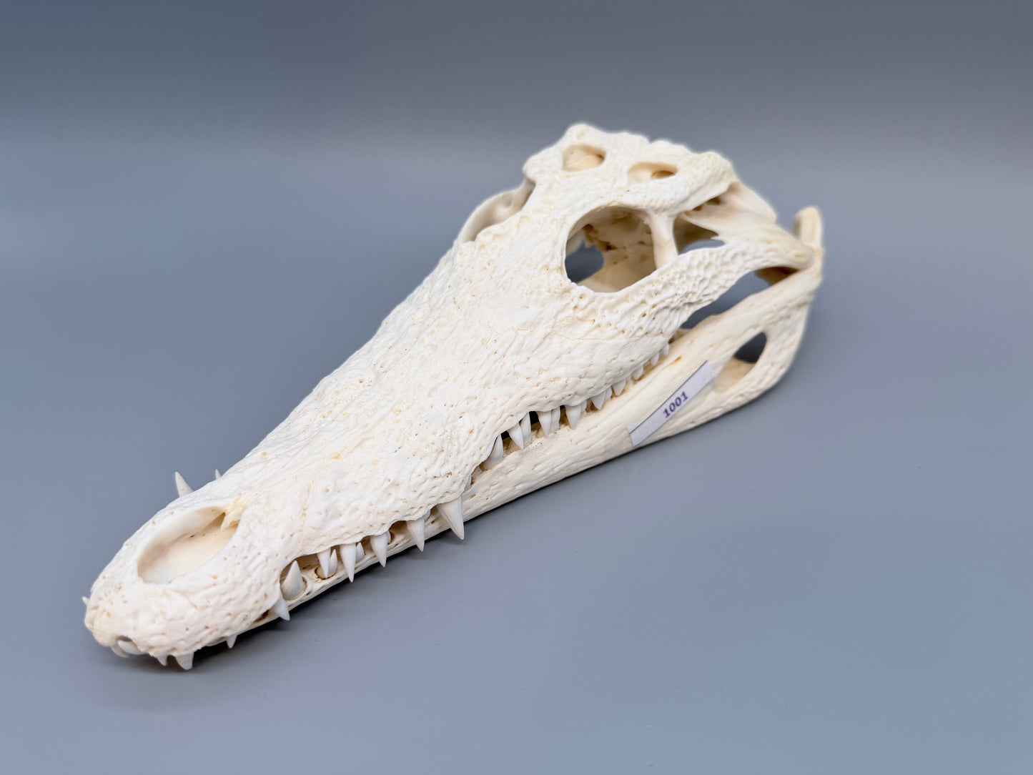 Nilkrokodilschädel L.28 cm