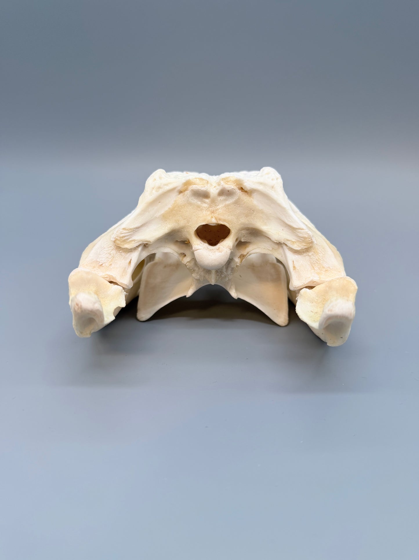 Nilkrokodilschädel L.28 cm
