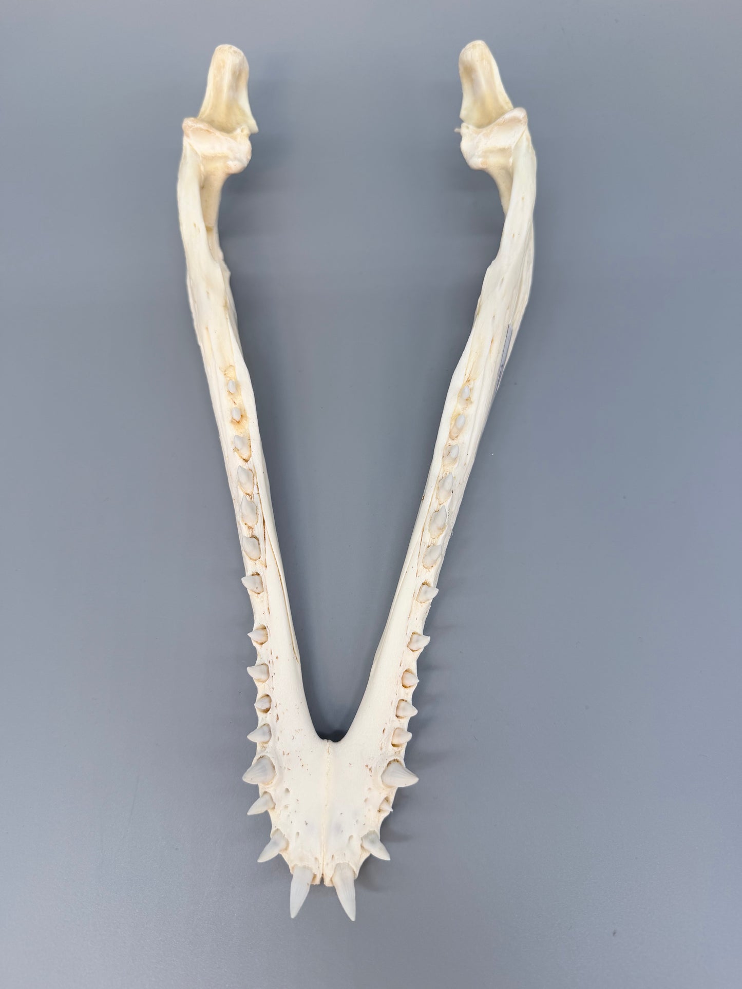 Nilkrokodilschädel L.28 cm