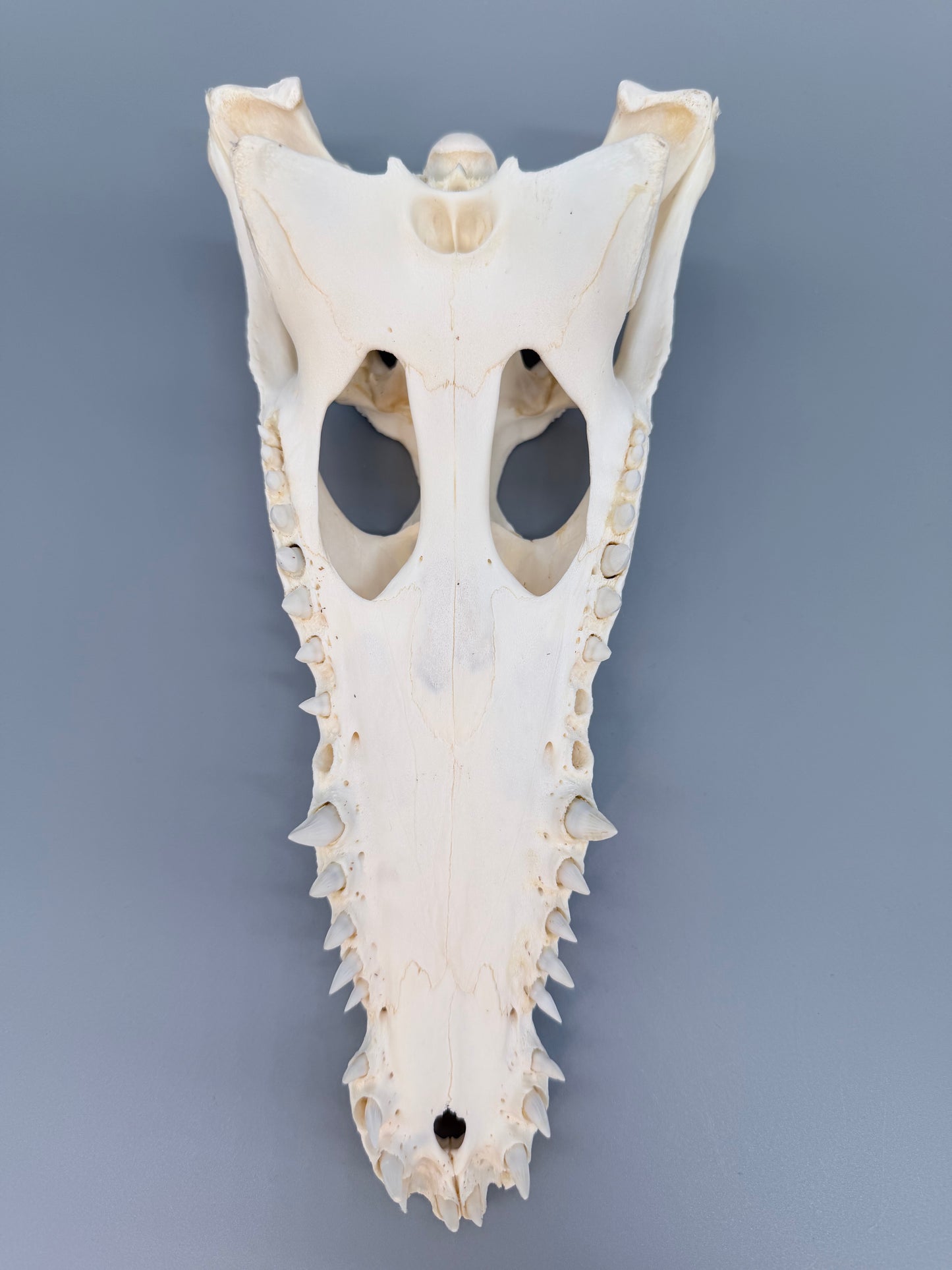 Nilkrokodilschädel L.28 cm
