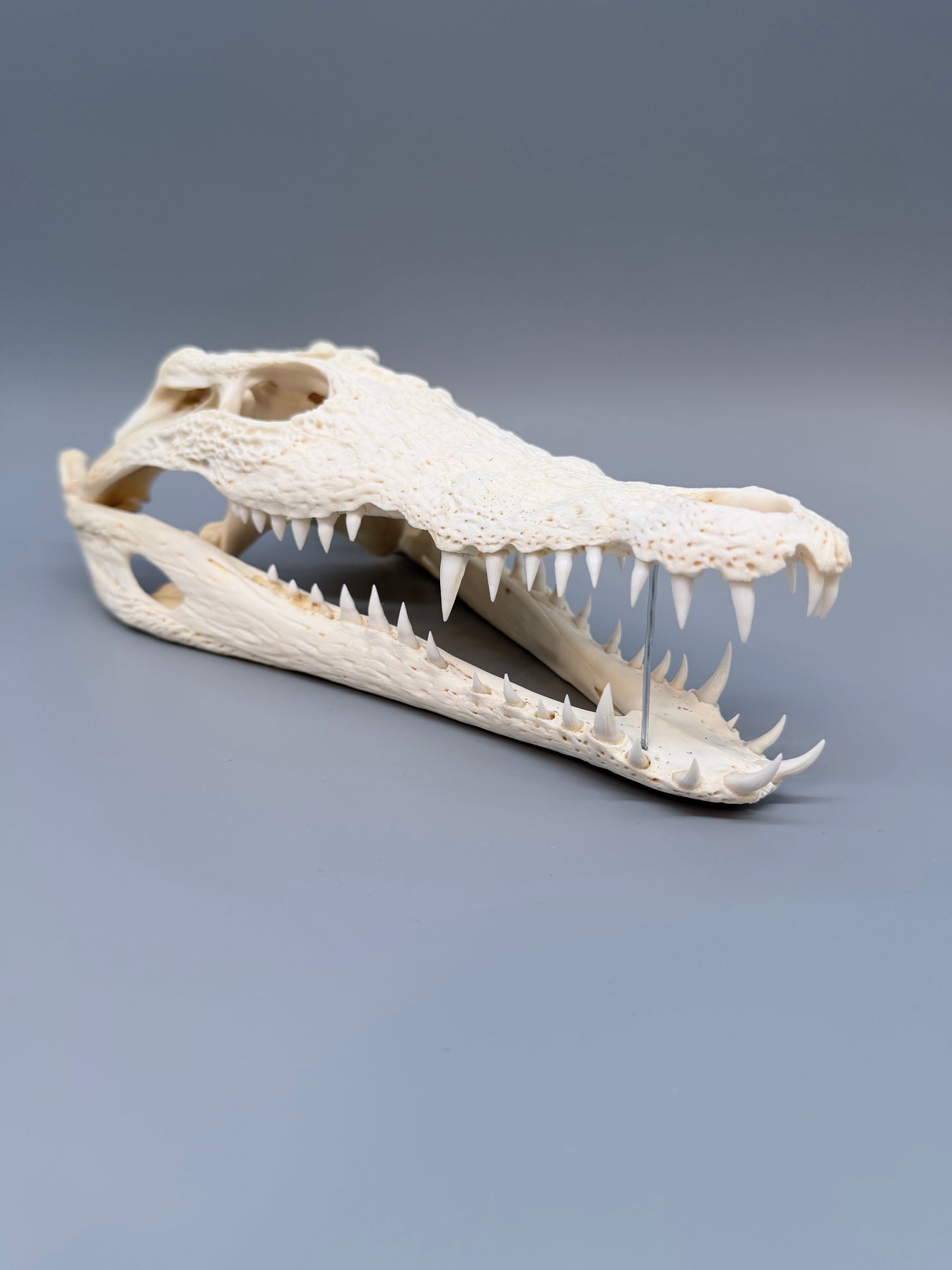 Nilkrokodilschädel L.28 cm