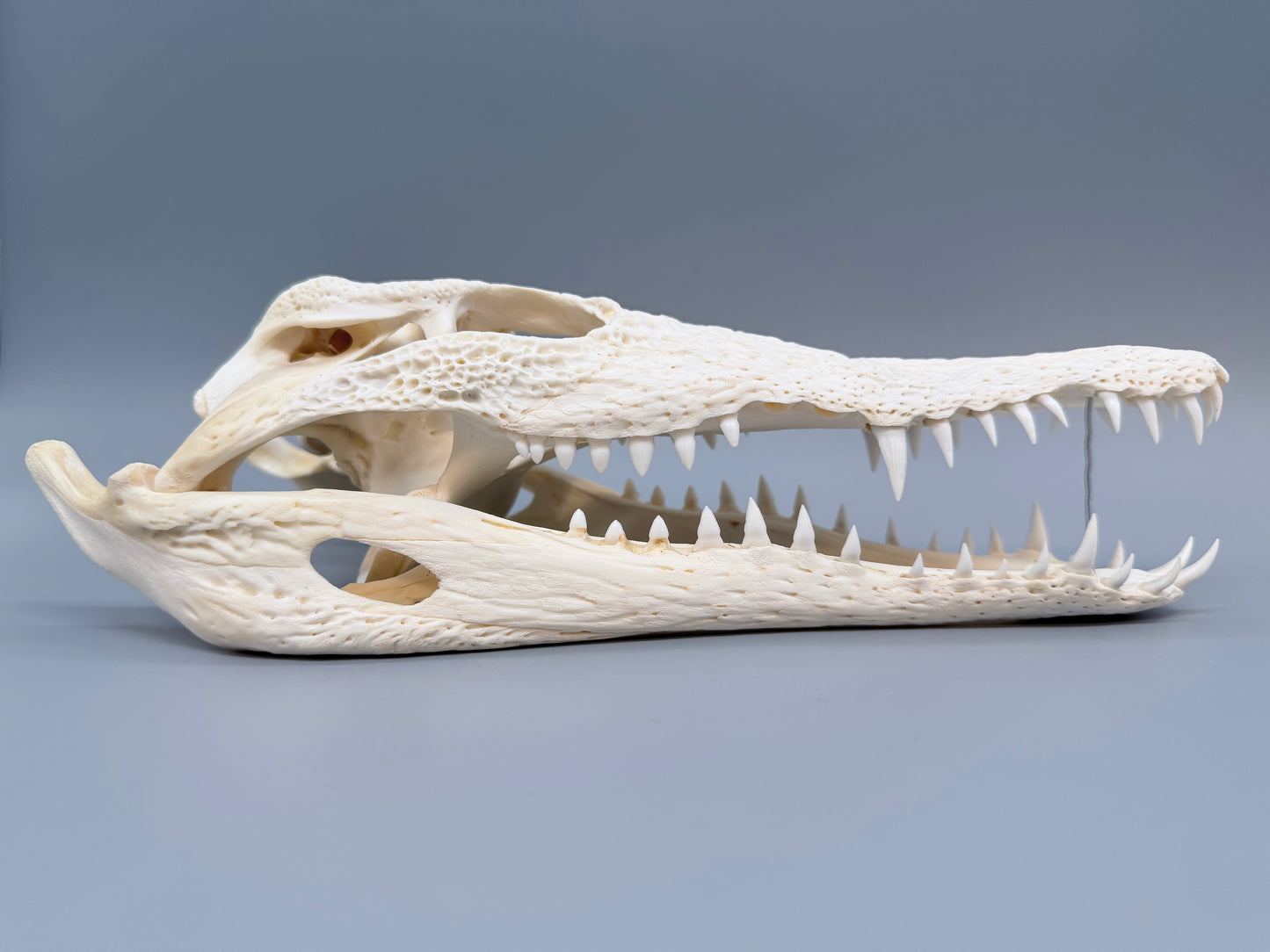 Nilkrokodilschädel L.28 cm