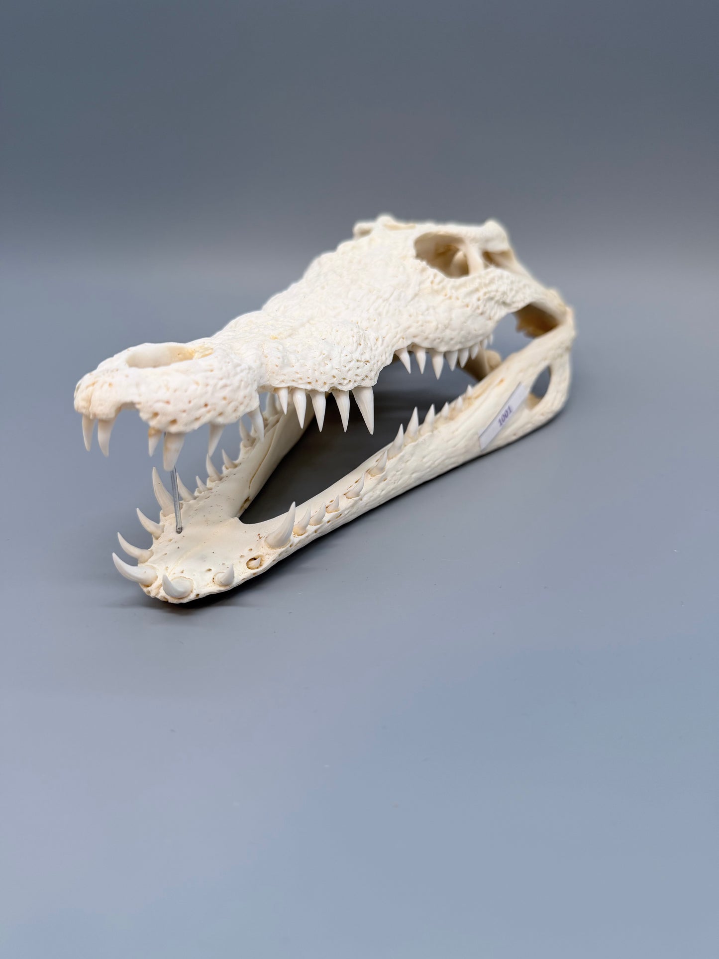 Nilkrokodilschädel L.28 cm
